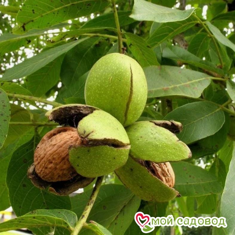 Орех грецкий Карликовый