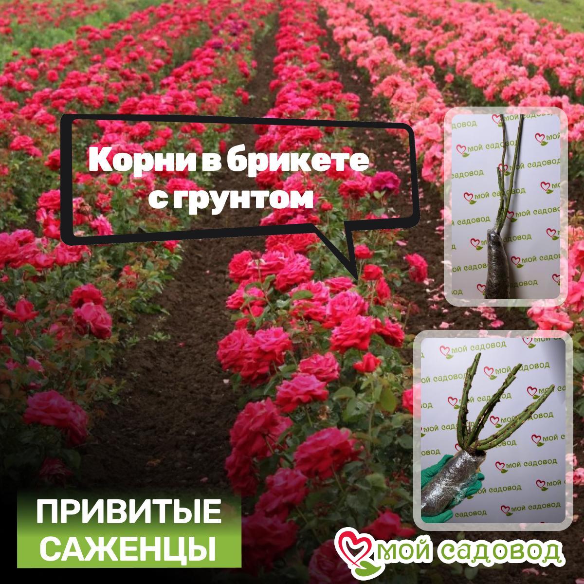 Роза Амбер Инчант